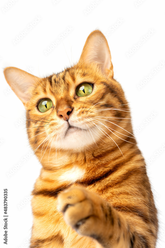Bengal cat on a white background stretches its paw to the side.