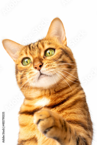 Bengal cat on a white background stretches its paw to the side. © Svetlana Rey