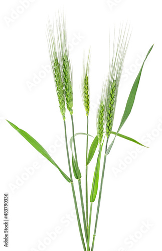Green spikelets of barley isolated on a white background