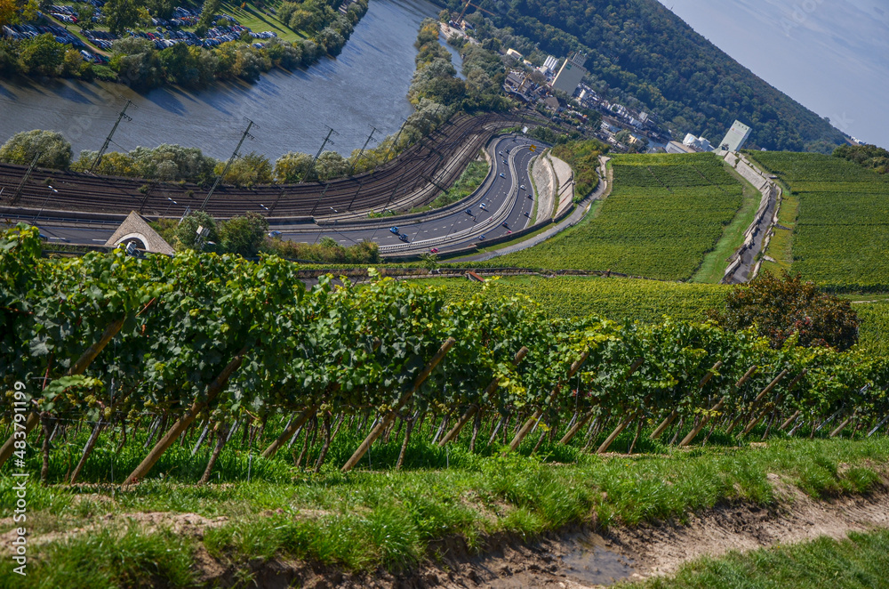 Beautiful landscape of the vineyard Feld in Germany