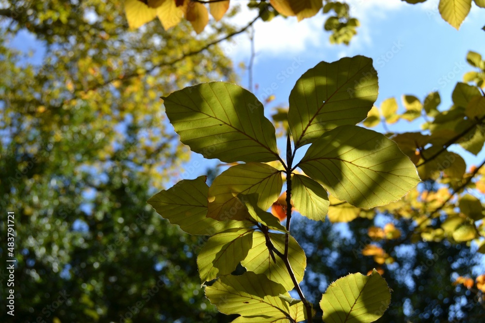 Obraz premium Pasaia