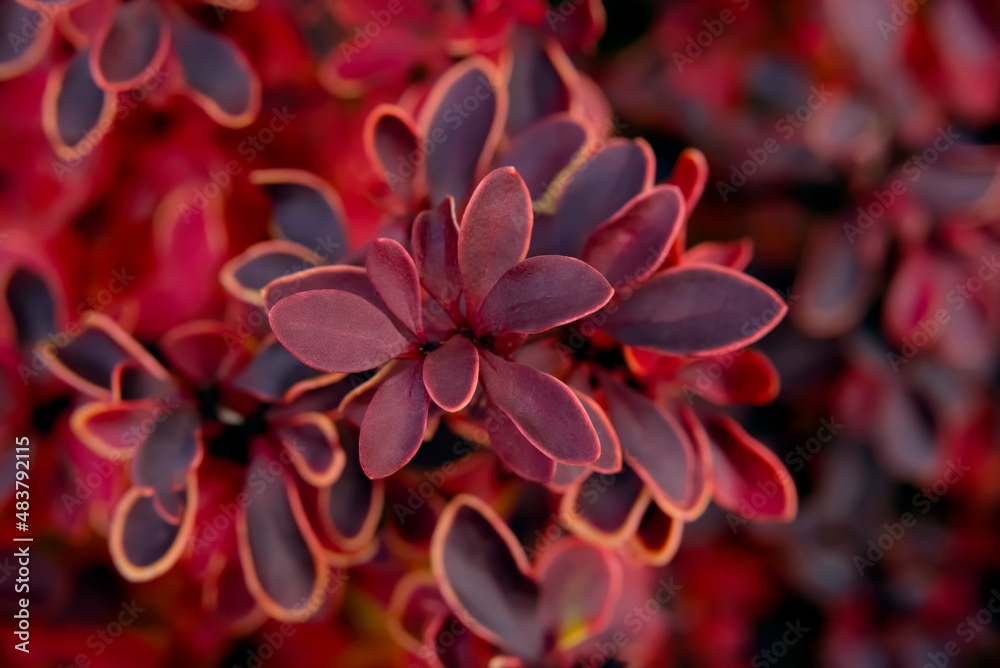 Barberry - decorative Tsvetoyar, top view. Red leaves with a yellowish-light border around the edge. In the center of the branch in sharpness, and at the edges of the frame soft focus, in blur Barberry - decorative Tsvetoyar, top view. Red leaves with a yellowish-light border around the edge. In the center of the branch in sharpness, and at the edges of the frame soft focus, in blur