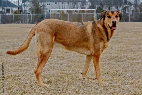 Large Dog