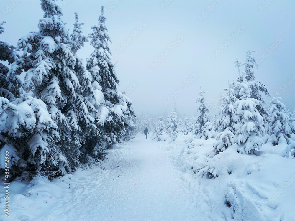 custom made wallpaper toronto digitalsnow covered trees