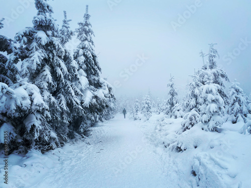 Wallpaper Mural snow covered trees Torontodigital.ca