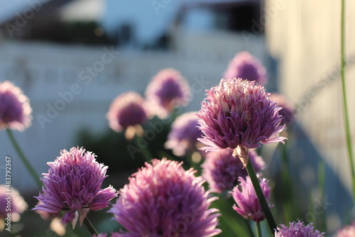 Purple Flowers