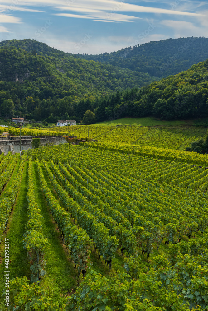 Vineyards near Aigle in canton Vaud, Switzerland