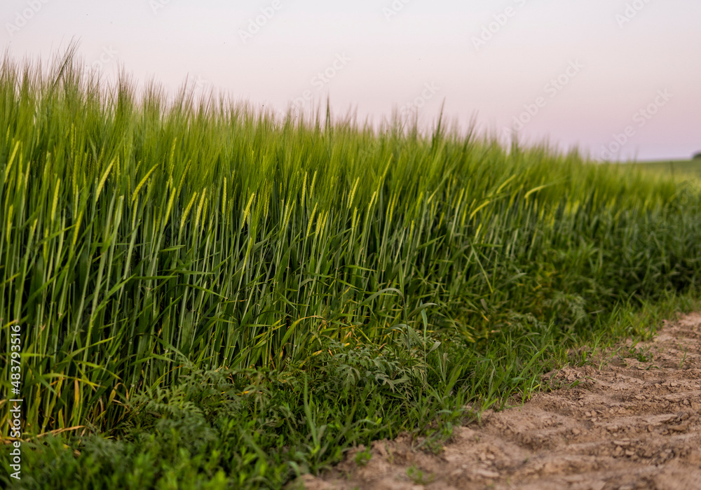Landscape of fresh young unripe juicy spikelets of barley. Agricultural process. Agriculture. Landscape of fresh young unripe juicy spikelets of barley. Agricultural process. Agriculture.