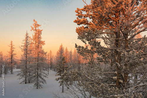 Landscape of winter taiga in the rays of the polar day in the extreme north. Trees are covered with snow, sparkling in the rays of the sun