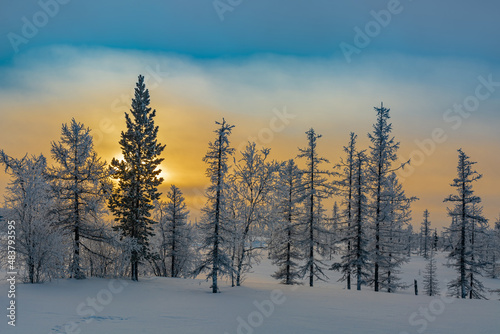 Landscape of winter taiga in the rays of the polar day in the extreme north. Trees are covered with snow, sparkling in the rays of the sun