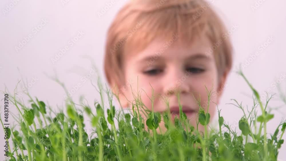 The child examines the young shoots of plants. Then gently touches the plants. The concept of love for the surrounding nature. a generation of environmentally sound children. Selective focus. The child examines the young shoots of plants. Then gently touches the plants. The concept of love for the surrounding nature. a generation of environmentally sound children. Selective focus.