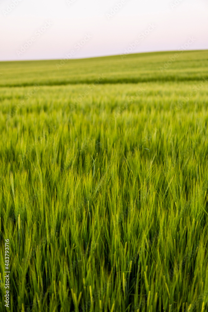 Barley field. Green ears of barley close up. Rich harvest concept. Majestic rural landscape. Wonderful natural background.