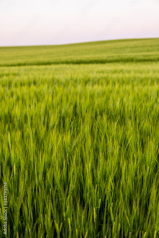 Barley field. Green ears of barley close up. Rich harvest concept. Majestic rural landscape. Wonderful natural background. Barley field. Green ears of barley close up. Rich harvest concept. Majestic rural landscape. Wonderful natural background.