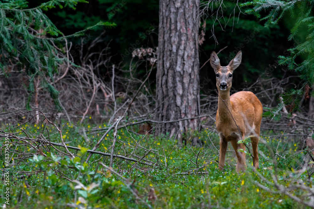 A roe deer (capreolus capreolus)