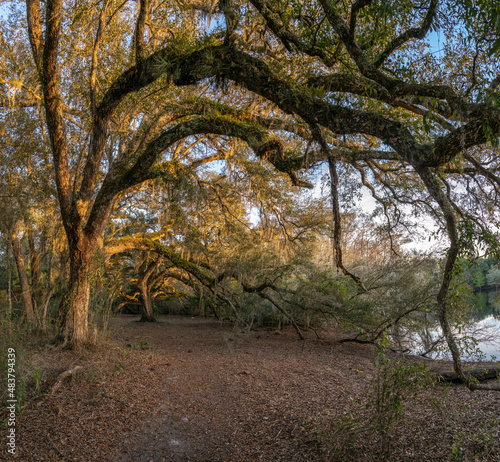 Live Oak tree canopy covering path at  Indian Lake State Forest, Florida