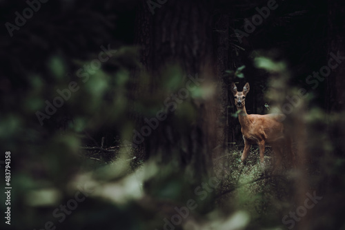 A roe deer (capreolus capreolus)