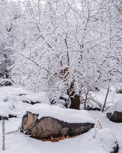 Frozen Tree by the boulders at Banjo Bill Picnic Site in Sedona  Arizona.