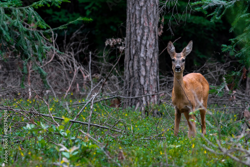 A roe deer (capreolus capreolus) © Pawe