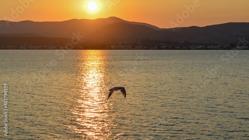 Fototapeta Naklejka Na Ścianę i Meble -  Birds flying at sunset above the sea water. 
