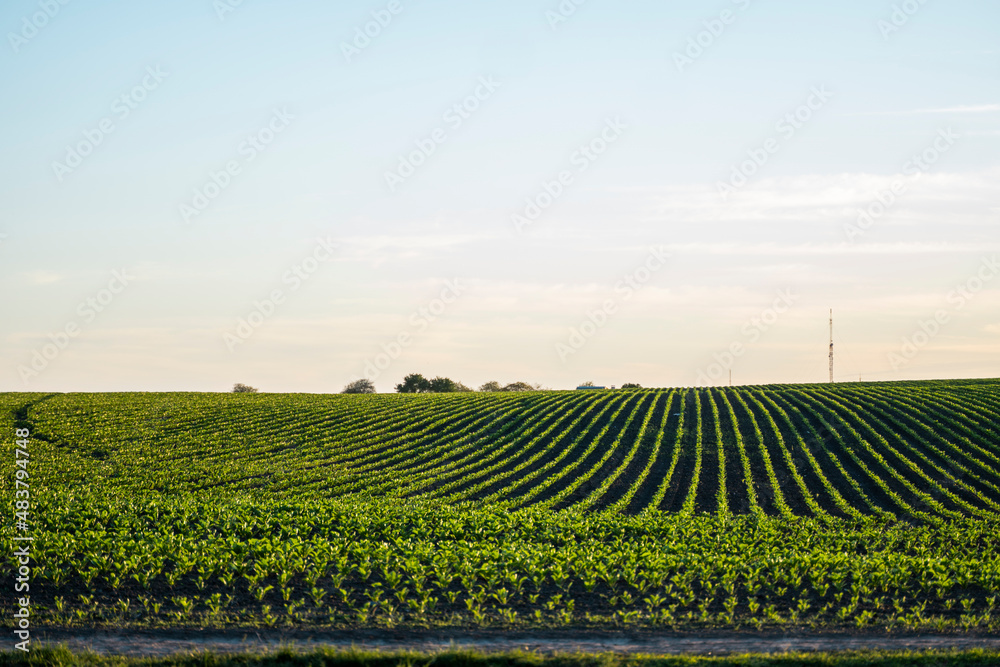 Landscape of a maize seedling in the agricultural field in a sunset. Agriculture. Agricultural plants cultivation.