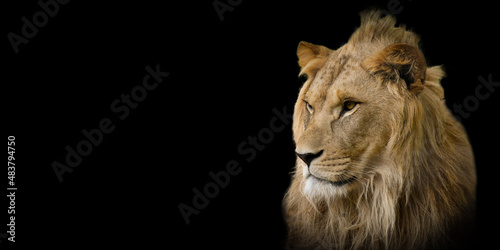 portrait of lion on black background