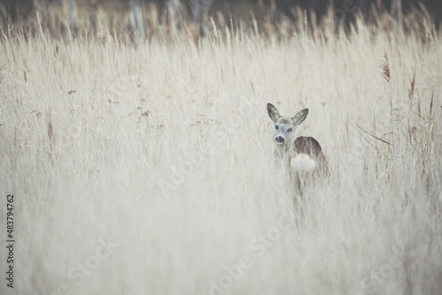 Fototapeta Naklejka Na Ścianę i Meble -  A roe deer (capreolus capreolus) in a grassy meadow.