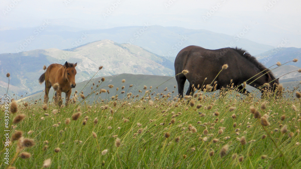 Wild Horses eating grass in the mountains