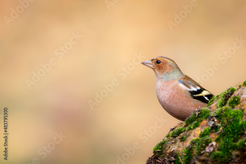 Small songbird. Nature background. Common Chaffinch. Fringilla coelebs. © serkanmutan