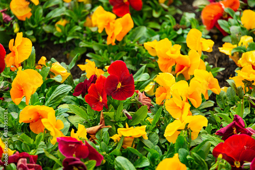 Wallpaper Mural Pansies in Krakowski Park named after Marek Grechuta, Poland Torontodigital.ca