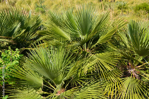 palme nane riserva dello zingaro a san vito lo capo in sicilia