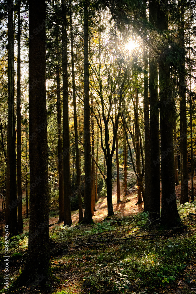Obraz premium Bäume im Gegenlicht