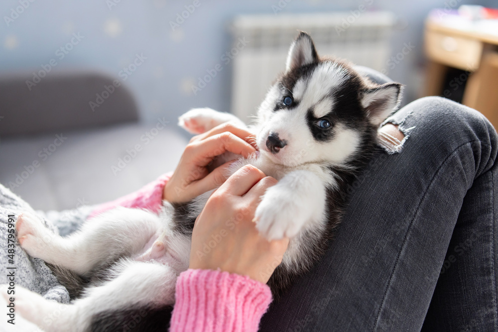 Cute, charming husky puppy, lying on the lap of a young and caring woman owner. Close-up. Pet care concept