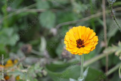 yellow flower in the field