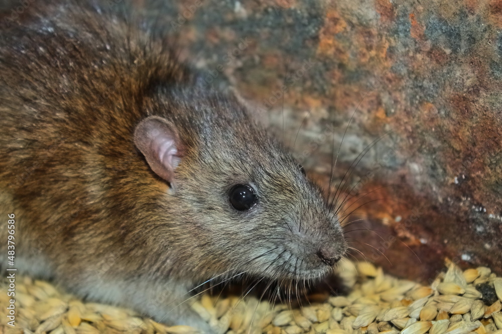 a rat nibbles on a grain of barley. muzzle close-up. the rat sits on the grain. rodents spoil the harvest. wild brown rodent in a barrel eats grain a rat nibbles on a grain of barley. muzzle close-up. the rat sits on the grain. rodents spoil the harvest. wild brown rodent in a barrel eats grain