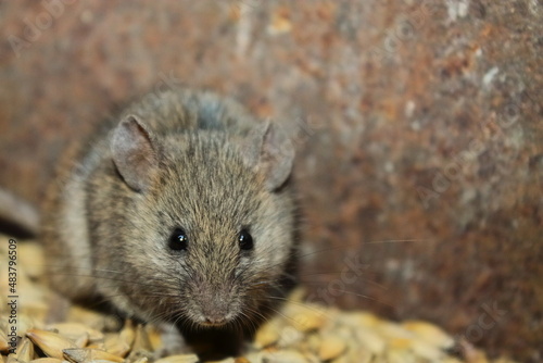 a gray wild mouse nibbles on grain. looks at me. muzzle. a wild mouse spoils the harvest. portrait of a gray mouse close up. a rodent animal is sitting on a yellow grain