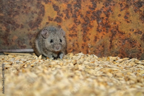 a gray wild mouse nibbles on grain. looks at me. close-up. a wild mouse spoils the harvest. portrait of a gray mouse close up. a rodent animal is sitting on a yellow grain