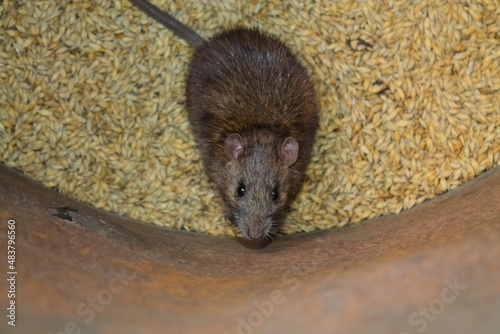 a rat nibbles on a grain of barley. looks at me. the rat sits on the grain. rodents spoil the harvest. wild brown rodent in a barrel eats grain
