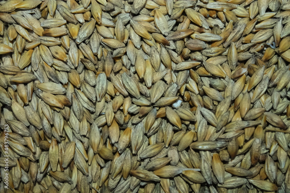 yellow barley grain close-up. the harvested grain crop. yellow ripe grain is poured in an even layer. beautiful background yellow barley grain close-up. the harvested grain crop. yellow ripe grain is poured in an even layer. beautiful background