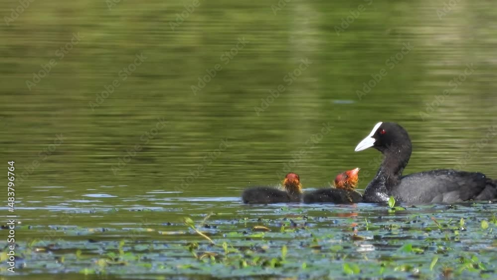 Blässhuhn (Fulica atra) Blässhuhn (Fulica atra)