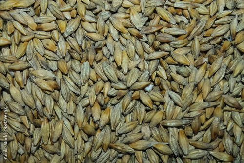 yellow barley grain close-up. the harvested grain crop. yellow ripe grain is poured in an even layer. beautiful background