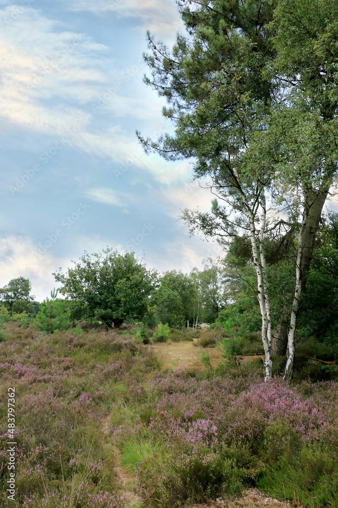 Obraz premium Hiking in cross border park De Zoom , Kalmthout heath, Belgium