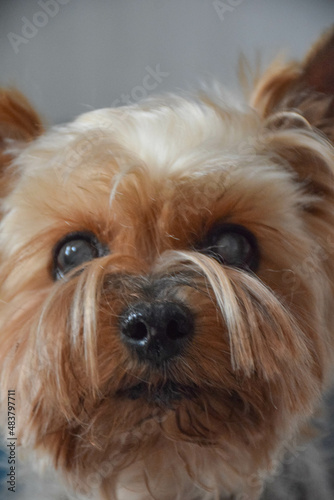 Yorkshire terrier close up