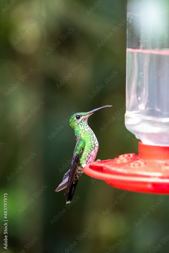 Fototapeta premium Hummingbirds at bird feeders in Monteverde, Costa Rica