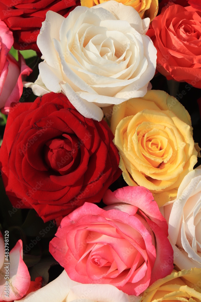 Fototapeta premium Rose bouquet in bright colors