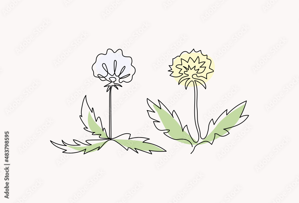 Dandelion flowers. Meadow plants, one line drawing. Vector illustration. Background isolated.