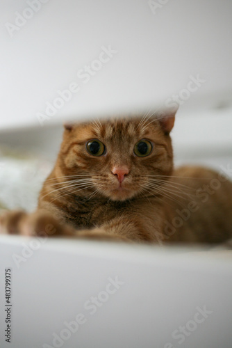 A cute ginger cat looking at the camera