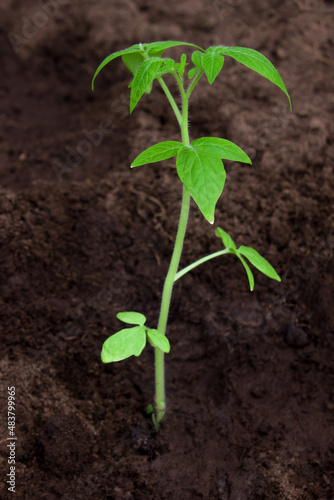 Sprout of a young tomato in a greenhouse. Growing tomatoes.