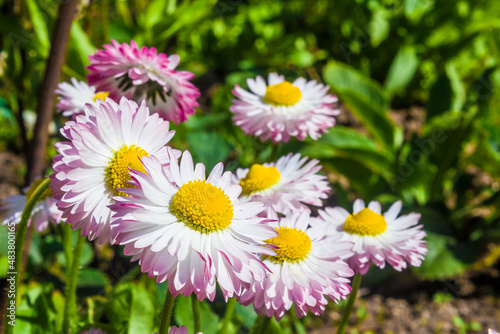 Daisies  bellis perennis . Natural summer background