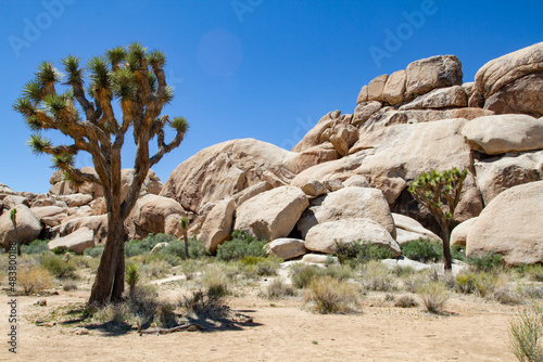 large rocky outcrop of boulder sized stones piled high in dry air arid high desert environment of the Mojave in the American southwest states with Joshua trees and grass shrubs the only vegetation 