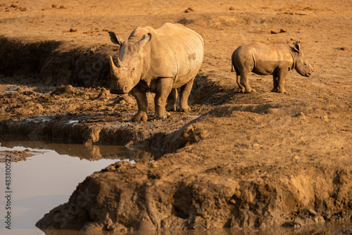 A horizontal photograph of a mother rhino and her calf, drinking at a waterhole at sunset, Madikwe Game Reserve, South Africa.